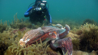 Scuba diver cuttlefish ocean floor - a scuba diver free wallpaper