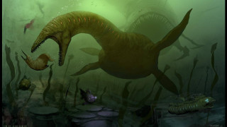 Dinosaur sea algaes fish swimming - a fish free wallpaper