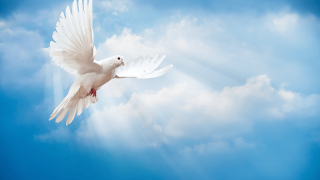 White dove flying blue sky - bright free wallpaper
