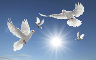 White birds flying blue sky 2 - the sun in the background free wallpaper