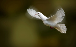 White bird flying wings twig - its mouth free wallpaper