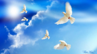 White birds flying blue sky - a picture free wallpaper