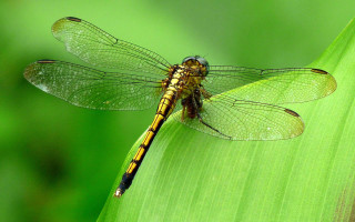 Dragonfly green leaf sunlight day - male free wallpaper
