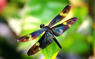 Dragon fly leafy green blurry - a blurry background of leaves free wallpaper