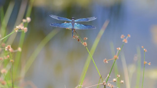 Blue dragonfly plant water flowers - small flower free wallpaper