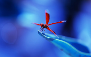 Red dragonfly blue flower stem - a blurry background free wallpaper for desktop