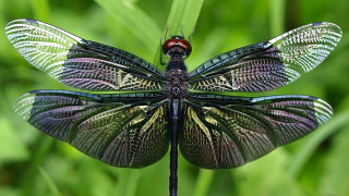 Dragonfly green plant wings spread - a green plant free wallpaper