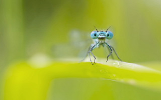 Blue insect green leaf water - a green leaf free wallpaper