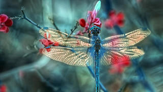 Dragonfly branch red flowers blurry - red flower free wallpaper