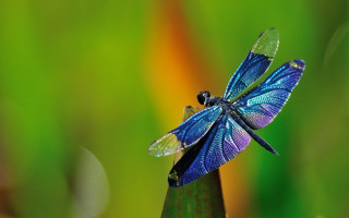 Blue dragonfly green plant grass - a blue dragonfly free wallpaper