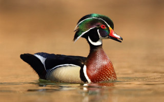 Colorful bird swimming water brown - a brown background free wallpaper