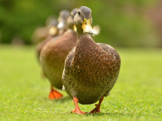 Ducks walking green field sunny - david young cameron free wallpaper
