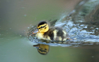 Duckling swimming pond head above - its reflection free wallpaper