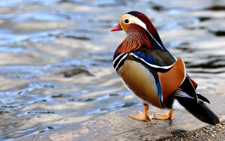 Colorful bird rock water edge - a photorealistic painting free wallpaper