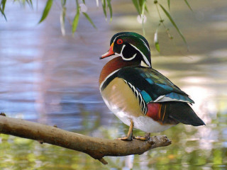 Colorful bird perched branch water - impressionist free wallpaper