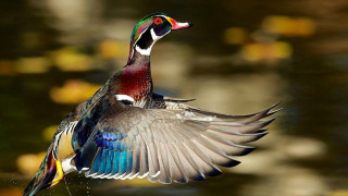 Colorful bird flying water wings - a reflection of the water free wallpaper