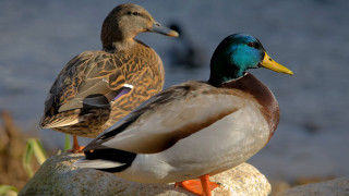Two ducks sitting rock water - the other free wallpaper