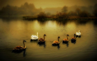 Swans swimming lake sunset dawn - mist free wallpaper
