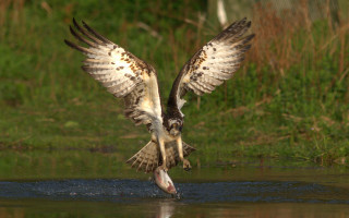 Bird catching fish wings spread - its mouth open free wallpaper