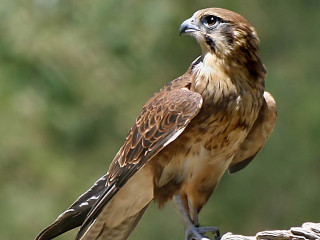 Bird of prey sitting branch 2 - the branch free wallpaper