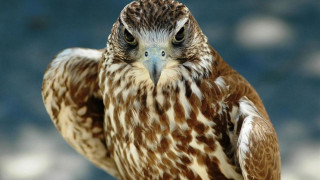 Bird of prey hand puzzle - upper body free wallpaper