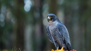 Owl perched branch woods blurry - a blurry background of trees and grass free wallpaper