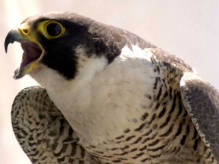 Yellow beak black white bird - a yellow beak free wallpaper