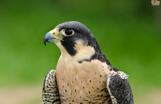 Bird of prey hand blurry - chica macnab free wallpaper