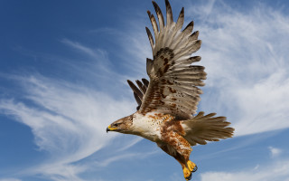 Bird flying blue sky clouds - bird free wallpaper