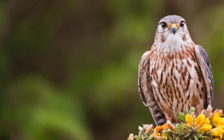 Owl yellow flower bird branch - the foreground and a blurry background free wallpaper