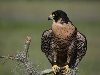 Bird of prey perched branch 2 - naturalism free wallpaper