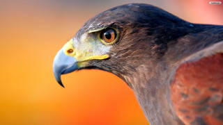Bird predator orange background macro - prey free wallpaper