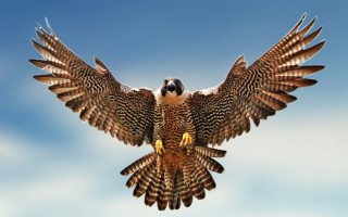 Bird wings spread blue sky - dionisiu free wallpaper