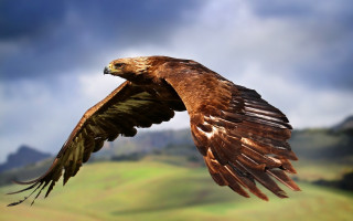 Bird flying cloudy sky green - a hill in the distance free wallpaper