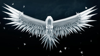 White bird wings spread out - body free wallpaper