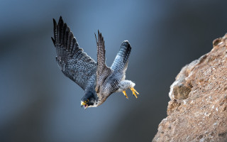 Owl flying over rock wall - wildlife photography free wallpaper