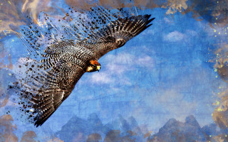 Bird flying sky background clouds 3 - a sky background behind free wallpaper