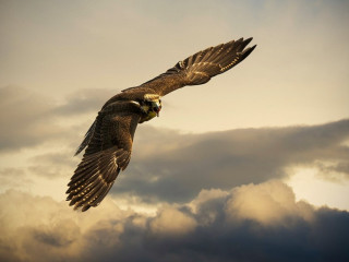 Bird flying clouds sky background - cloud behind free wallpaper