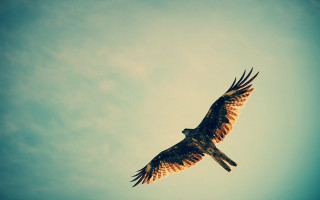 Bird of prey flying sky - bernd fasching free wallpaper