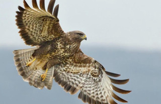 Bird of prey flying sky 2 - upper body free wallpaper
