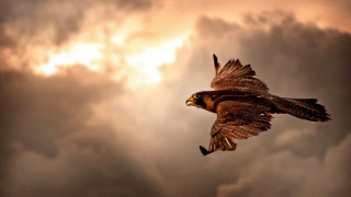 Bird flying cloudy sky sun - a cloudy sky free wallpaper
