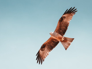 Large bird flying blue sky 6 - the side of its free wallpaper
