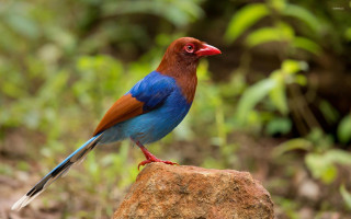 Colorful bird rock woods bokeh 2 - male free wallpaper