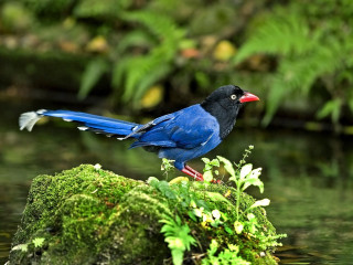 Blue bird mossy rock stream - mossy free wallpaper