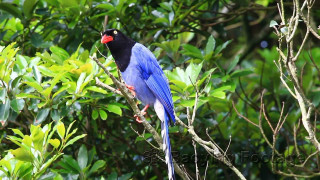 Blue bird branch leaves vivid - rich free wallpaper