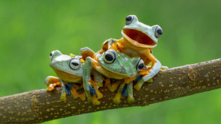 Frogs branch eyes open mouth - its mouth open free wallpaper