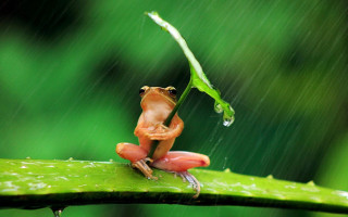 Frog sitting leaf rain head - a frog free wallpaper
