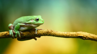 Green frog sitting branch blurry - a blurry background of trees and grass free wallpaper