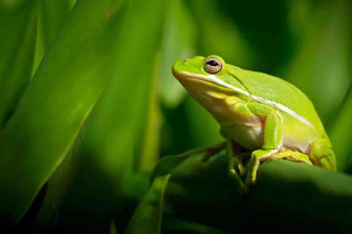 Green frog sitting plant leaves - a green plant free wallpaper