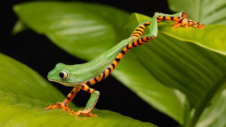 Green orange frog leafy plant 2 - tongue free wallpaper
